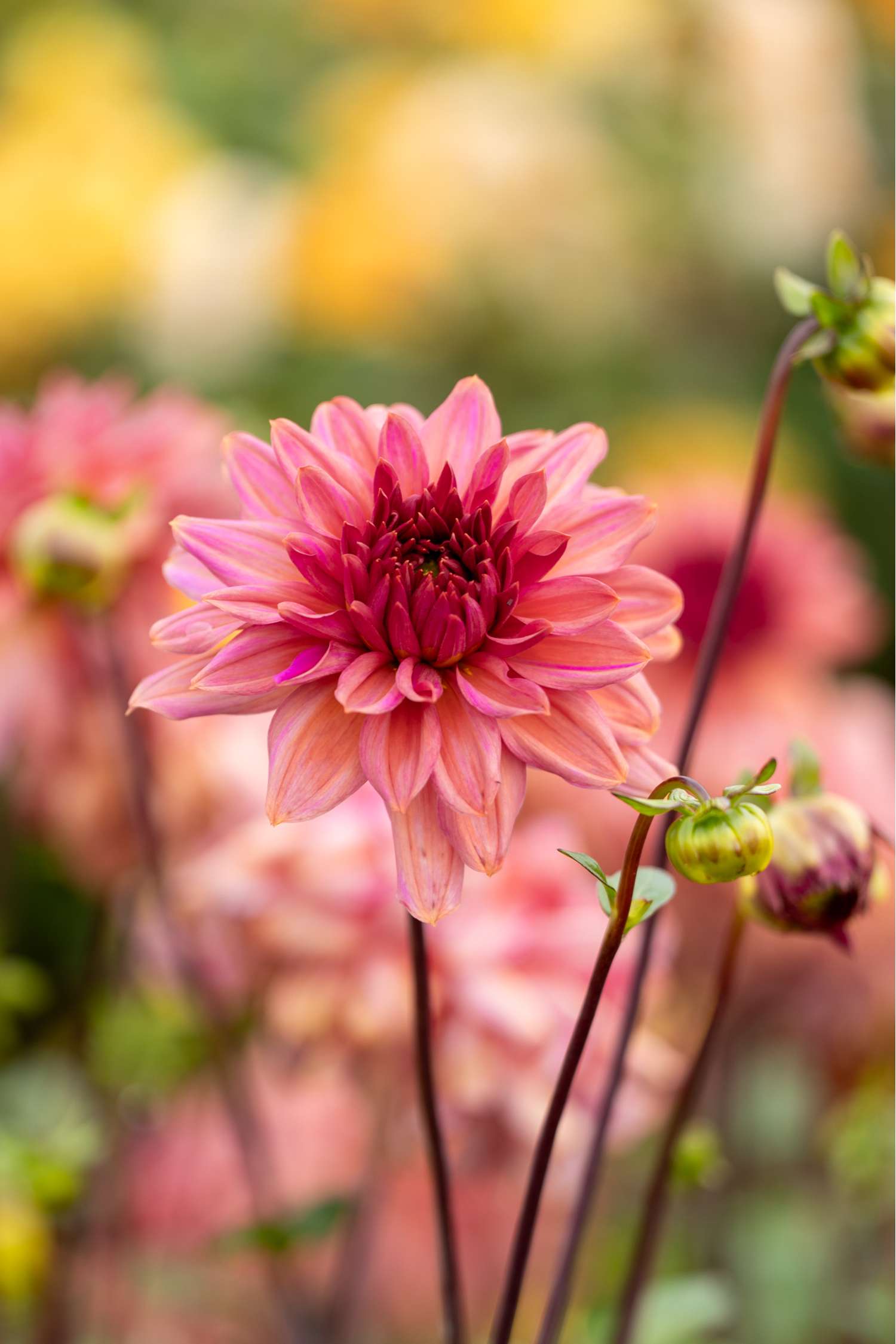 Dahlie 'Negroni Sunset'